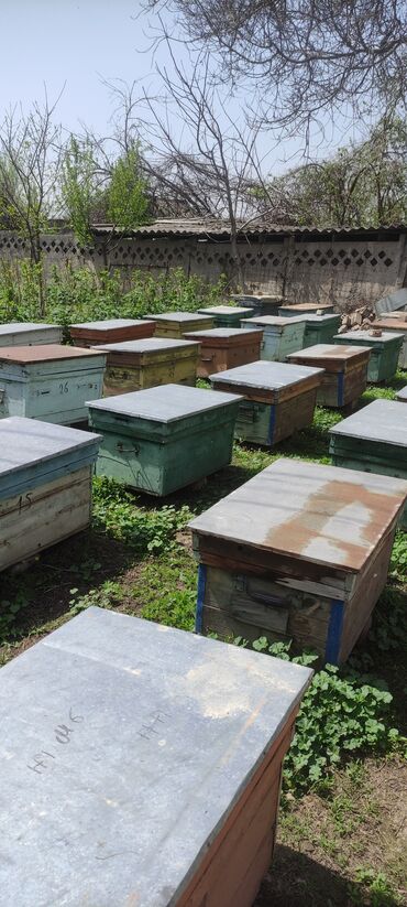 С/х животные и товары: Продам отводки пчёлы
