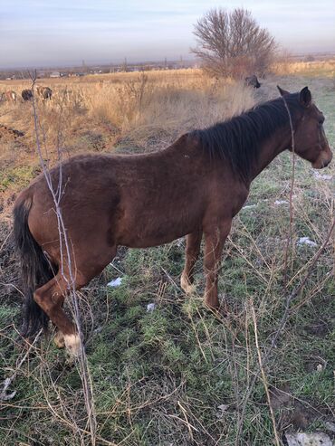 бычки продаю: Ушул эки жаш байтал сатылат минги