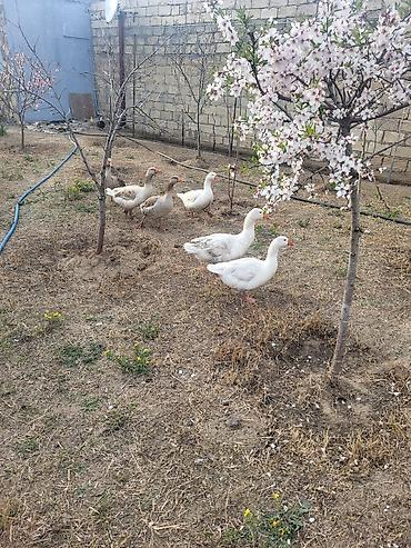 Qazlar: Qaz sürüsü satılır - Növ: Ağ və boz yerli qazlar (qarışıq rənglər) - — 6