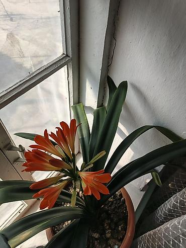 Бөлмө өсүмдүктөрү: Кливия миниата (Clivia miniata) в горшке. - Эффектное комнатное — 5