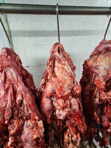 сколько стоит мясо нутрии: Мясо для фарша. Свежие, замороженные, головное мясо. Все справки и