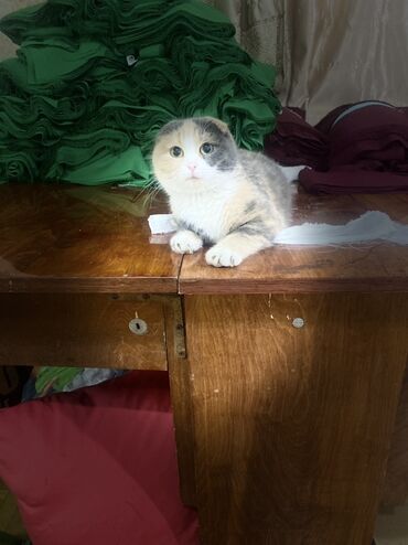 шотландская вислоухая кошка черная: Кошка даром: Скотиш Фолд (Шотландская вислоухая), 1 год, Девочка, Приучена к лотку, Проглистована