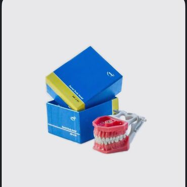 Другие медицинские товары: Учебная Модель Челюсти Arma Dental Study Model AD-J 01 (