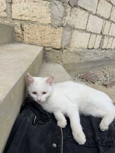 Pişiklər: Türk anqora -da lalafo.az — 13 Pişiklər: Türk anqora — 13