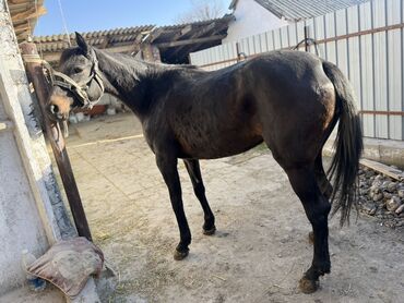 Лошади, кони: Продаю | Кобыла (самка) | Полукровка, Английская | Для разведения, Конный спорт | Племенные — 5