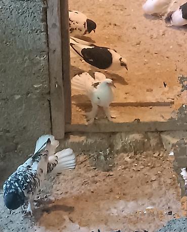 göyercin yuvası: Her ikisi keven baladi tuley gormuyub Növ: Ev göyərçinləri (bəzək və — 1