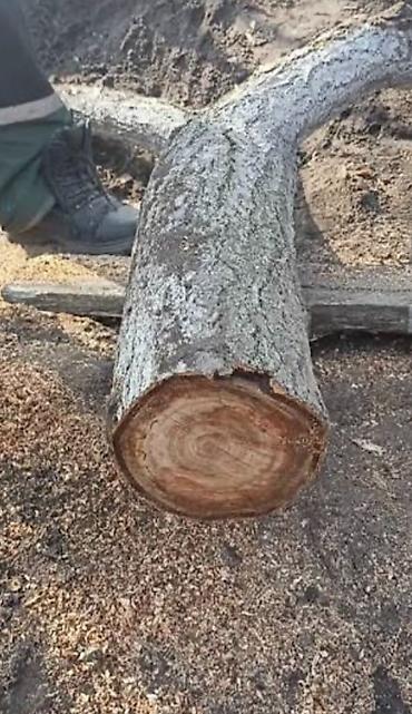 Отдам спил абрикоса и ветки на дрова. Самовывоз