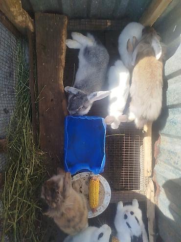 кролик нзб: Продаю | Крольчата | Для разведения — 3