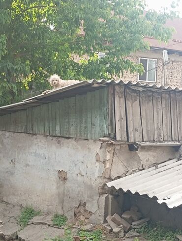 в связи с переездом отдам попугая жако в добрые руки: Пудель, 1 жаш, Эркек