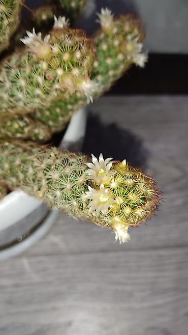 Молочаи: 1)Кактус Эхинопсис ( цветет часто, вместе с коричневым горшочком — 5