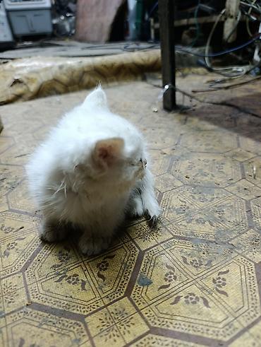 Отдам даром кошку: Котята даром, есть кошка веслоухая 1 год тоже даром в хорошие руки — 10