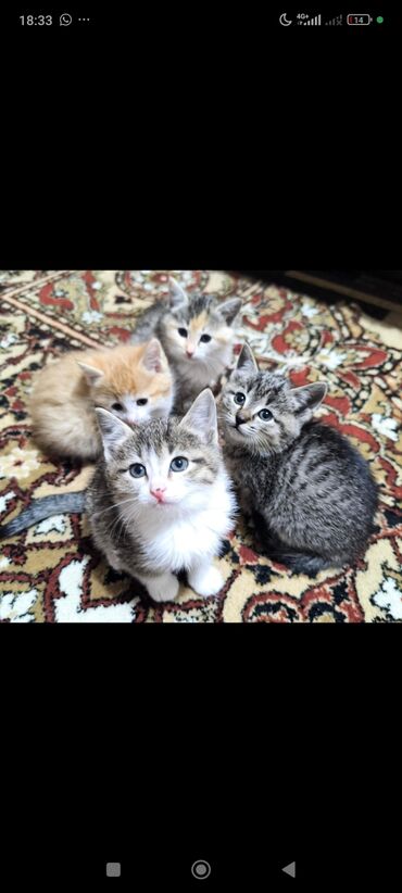 корова дойный: Подарю котят в добрые и заботливые руки . Котята домашние, к лотку