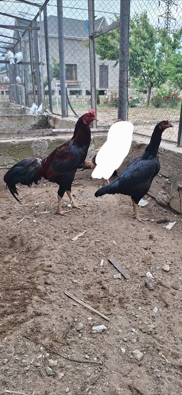 купить кур: Xoruz, Heyratı, il: 2, Ünvandan götürmə, Pulsuz çatdırılma, Ödənişli çatdırılma