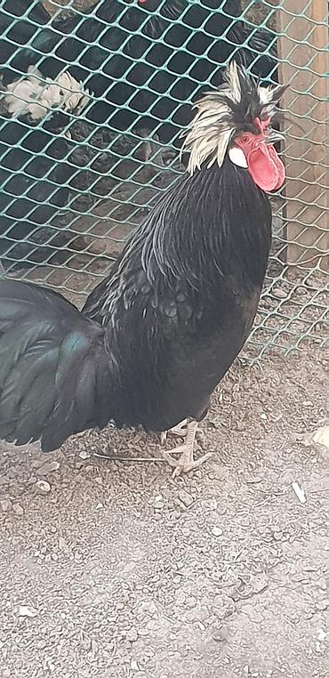 Toyuqlar: Toyuq, Damazlıq — 5