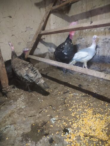 курица живая: Продаю индюков 4 самки и один самец несутся не выводили ещё индюшат