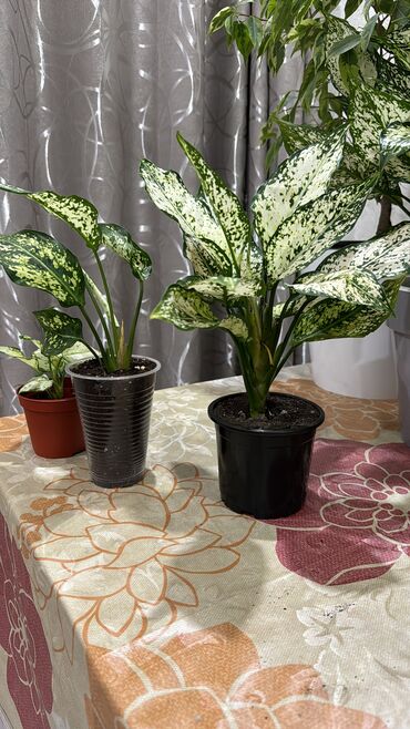 Комнатные растения: Продаю аглаонемы, не привозные, местные. Цена от 250 до 750 сом
