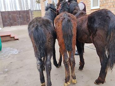 Лошади, кони: Продаю | Жеребенок | Для разведения | Племенные — 7