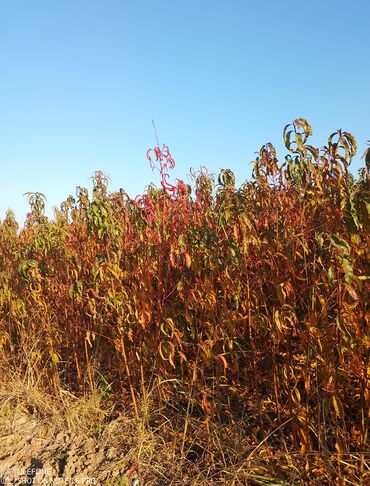 Şitillər: Meyvə tingləri satışdadır və sağlam zəmanətli sifariş verə bilərsiz -da lalafo.az — 5 Şitillər: Meyvə tingləri satışdadır və sağlam zəmanətli sifariş verə bilərsiz — 5