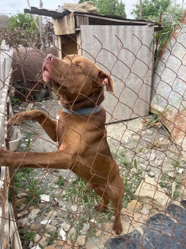 qara pitbull: Pitbul, 8 ay, Erkek, Peyvəndli, Ünvandan götürmə