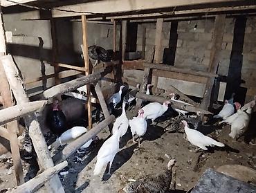 satliq itler: Quslar Gilezidedi 23 ededir 6 si erkeydi disiler yumurta edir — 1