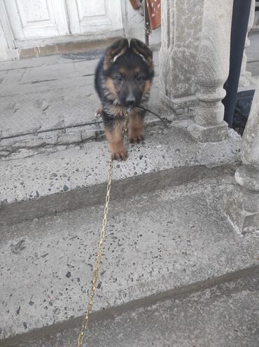 İtlər: Alman çoban iti, 2 ay, Dişi