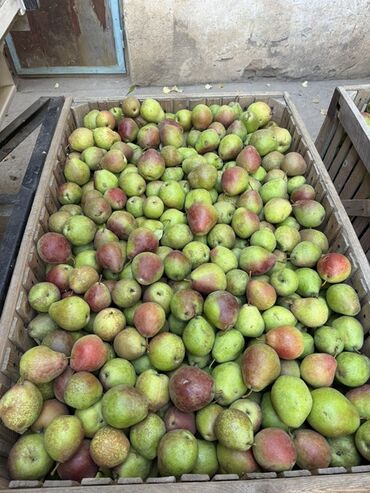 электрический матрас с подогревом бишкек: Груши Оптом, Самовывоз