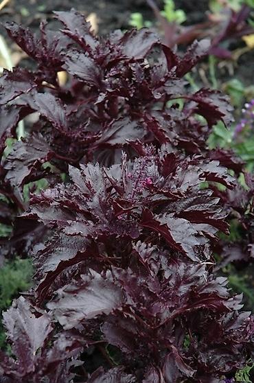 kol bitkiləri: Məhsul: Bənövşəyi reyhan (purple basil) – toxum/şaquli zoğlar Təsvir — 2