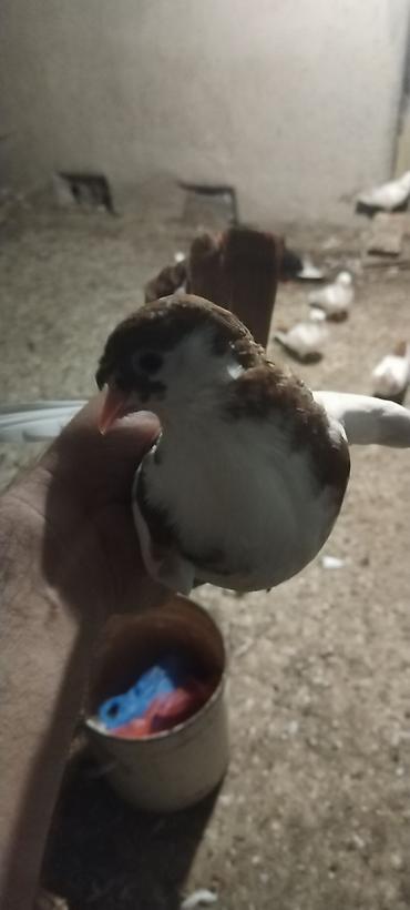 beta balığı qiymət: Qirmizi quyrug qirmizj bel dimdik kekil erkey baladi qiymet 10 manat — 2