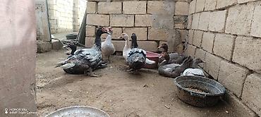 avcarka satisi: Cins ordekler. Lavanda macar her cur cinsde var erkey 65 manat disi 35 — 2