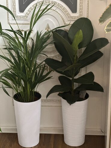 Другие комнатные растения: Комнатные цветы at lalafo.kg — 16 Другие комнатные растения: Комнатные цветы — 16