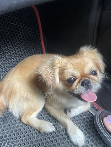 Pekines, 7 ay, Dişi, Peyvəndli, Ünvandan götürmə, Ödənişli çatdırılma lalafo.az -da Pekines, 7 ay, Dişi, Peyvəndli, Ünvandan götürmə, Ödənişli çatdırılma