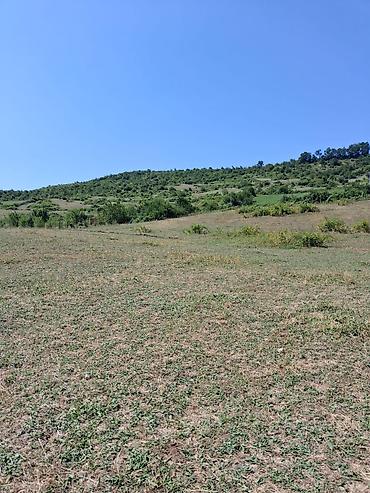 cıxarış nədir: 90 sot, Kənd təsərrüfatı, Mülkiyyətçi, Kupça (Çıxarış) — 7
