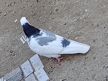 cins goyərcinlər: Salam erkeydi tutulma sonqiymeti 20manat qiymete gore aeti narahat — 3