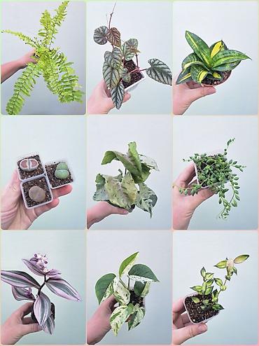цветы орхидеи: 💚 Комнатные растения (детки/молодые растения). 🪴 Названия и цены — 1