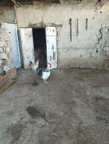 cucə və xoruz təmsil: Məhsul: kənd bramaxoruzları iki eded 1illik brama qarwigli xoruzlardi — 1