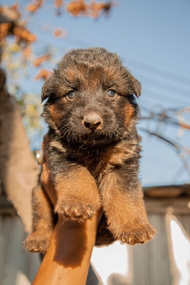 İtlər: Alman çoban iti, 2 ay, Erkek, Peyvəndli — 4