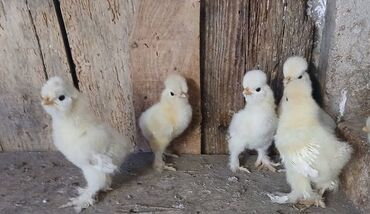 С/х животные и товары: Sultan cücəsi birhəftəlik biri 6 manat Mərdəkanda götürə bilərsiz