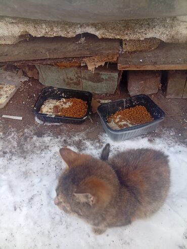 Отдам даром кошку: 4 месяца, Девочка — 4