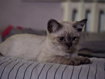 скотишь страйт: Скотиш Страйт (Шотландская прямоухая), 4 месяца, Мальчик — 3