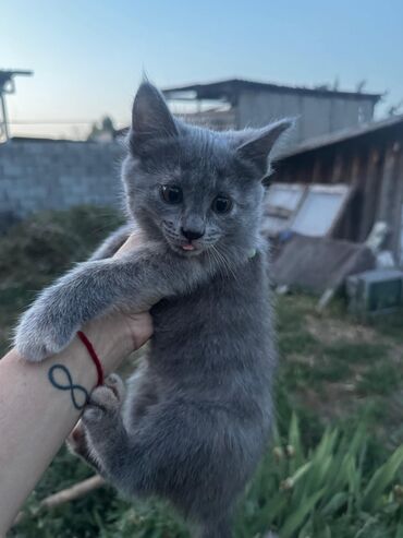 чөп сатам: 2 айлык, Эркек, Эмделген