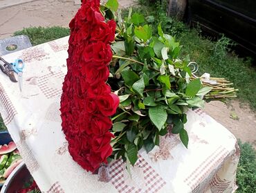 комнатная роза: Цветы От 10-30 сом
