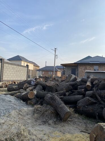 семена томатов купить в бишкеке: Дрова Карагач, Платная доставка