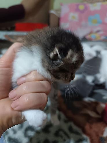 Продажа кошек: Котята вместе с мамами, 2 кошки молодые и 8 котят. - Помёт — 4