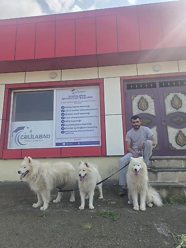 İtlər: Samoyed, Peyvəndli — 8