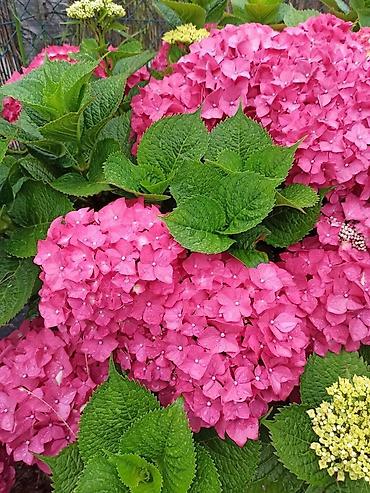 Гортензиялар: Гортензия крупнолистная (Hydrangea macrophylla), садовая/контейнерная — 4