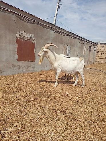 Keçilər, çəpişlər: SAF KAN SANEN FIRANSIZ IRKI KEÇİLER MACAR IRKI KEÇİLER ÇEPİÇLER BOĞAZ — 11