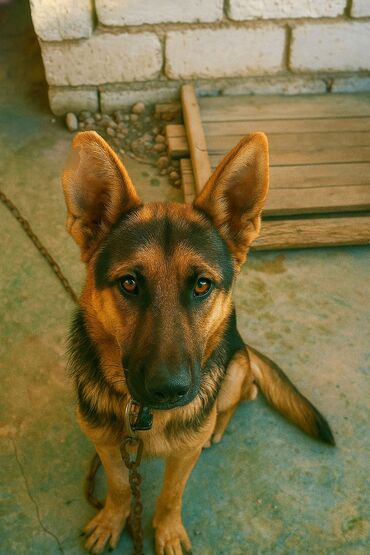 взять собаку из приюта в баку: Немецкая овчарка