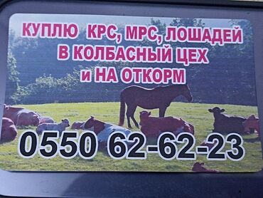 дом для кур: Куплю | Коровы, быки | Круглосуточно