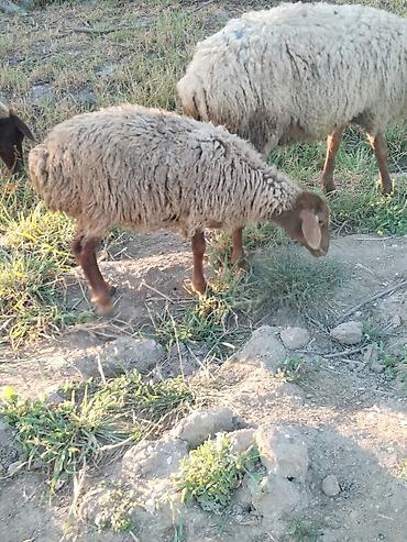 qala cinsi: Məhsul: ANA BALA QOYUN 1 ci səkildəki ana digəri isə balasi dir tam — 4