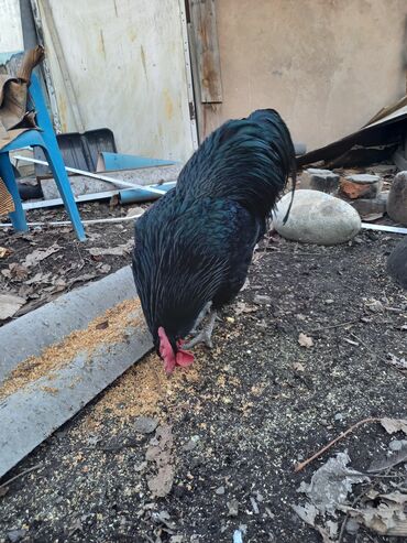 Куры, петухи: Продаю | Куры | Домашняя | Для разведения — 9